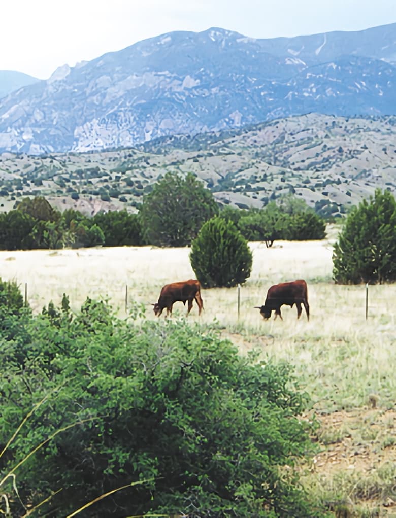 Whose Home on the Range? 2000